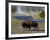 American Bison, Yellowstone National Park, Wyoming, USA-Pete Oxford-Framed Photographic Print