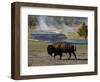 American Bison, Yellowstone National Park, Wyoming, USA-Pete Oxford-Framed Photographic Print