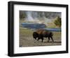 American Bison, Yellowstone National Park, Wyoming, USA-Pete Oxford-Framed Photographic Print