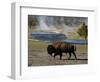 American Bison, Yellowstone National Park, Wyoming, USA-Pete Oxford-Framed Photographic Print