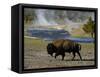 American Bison, Yellowstone National Park, Wyoming, USA-Pete Oxford-Framed Stretched Canvas