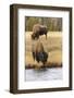 American Bison. Yellowstone National Park, Wyoming-Adam Jones-Framed Photographic Print