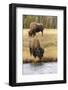 American Bison. Yellowstone National Park, Wyoming-Adam Jones-Framed Photographic Print