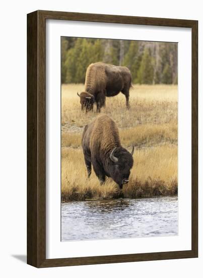 American Bison. Yellowstone National Park, Wyoming-Adam Jones-Framed Photographic Print