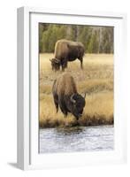 American Bison. Yellowstone National Park, Wyoming-Adam Jones-Framed Photographic Print