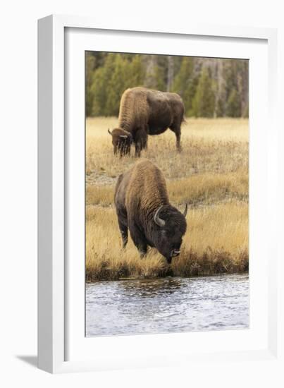 American Bison. Yellowstone National Park, Wyoming-Adam Jones-Framed Photographic Print