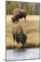 American Bison. Yellowstone National Park, Wyoming-Adam Jones-Mounted Photographic Print