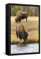 American Bison. Yellowstone National Park, Wyoming-Adam Jones-Framed Stretched Canvas