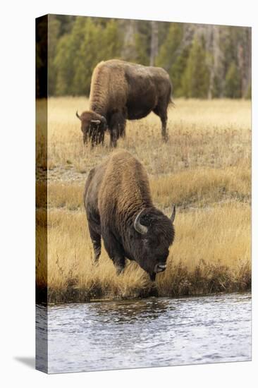 American Bison. Yellowstone National Park, Wyoming-Adam Jones-Stretched Canvas