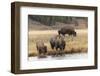 American Bison. Yellowstone National Park, Wyoming-Adam Jones-Framed Photographic Print