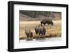 American Bison. Yellowstone National Park, Wyoming-Adam Jones-Framed Photographic Print