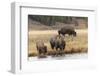 American Bison. Yellowstone National Park, Wyoming-Adam Jones-Framed Photographic Print