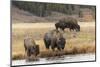 American Bison. Yellowstone National Park, Wyoming-Adam Jones-Mounted Photographic Print