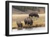 American Bison. Yellowstone National Park, Wyoming-Adam Jones-Framed Photographic Print