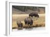 American Bison. Yellowstone National Park, Wyoming-Adam Jones-Framed Photographic Print