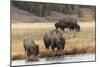 American Bison. Yellowstone National Park, Wyoming-Adam Jones-Mounted Photographic Print