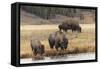 American Bison. Yellowstone National Park, Wyoming-Adam Jones-Framed Stretched Canvas