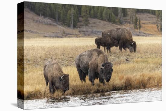 American Bison. Yellowstone National Park, Wyoming-Adam Jones-Stretched Canvas