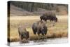 American Bison. Yellowstone National Park, Wyoming-Adam Jones-Stretched Canvas