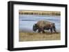 American Bison. Yellowstone National Park, Wyoming-Adam Jones-Framed Photographic Print