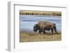 American Bison. Yellowstone National Park, Wyoming-Adam Jones-Framed Photographic Print