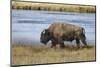 American Bison. Yellowstone National Park, Wyoming-Adam Jones-Mounted Photographic Print