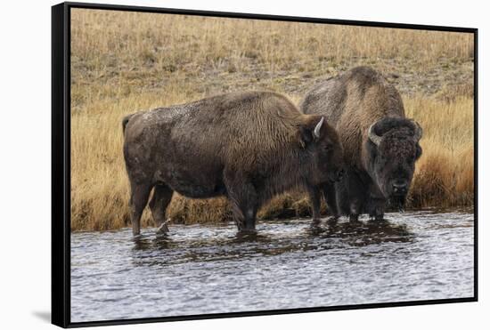 American Bison. Yellowstone National Park, Wyoming-Adam Jones-Framed Stretched Canvas