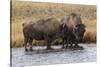 American Bison. Yellowstone National Park, Wyoming-Adam Jones-Stretched Canvas