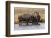 American Bison. Yellowstone National Park, Wyoming-Adam Jones-Framed Photographic Print