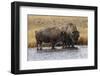 American Bison. Yellowstone National Park, Wyoming-Adam Jones-Framed Photographic Print