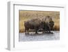 American Bison. Yellowstone National Park, Wyoming-Adam Jones-Framed Photographic Print