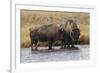 American Bison. Yellowstone National Park, Wyoming-Adam Jones-Framed Photographic Print