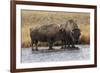 American Bison. Yellowstone National Park, Wyoming-Adam Jones-Framed Photographic Print