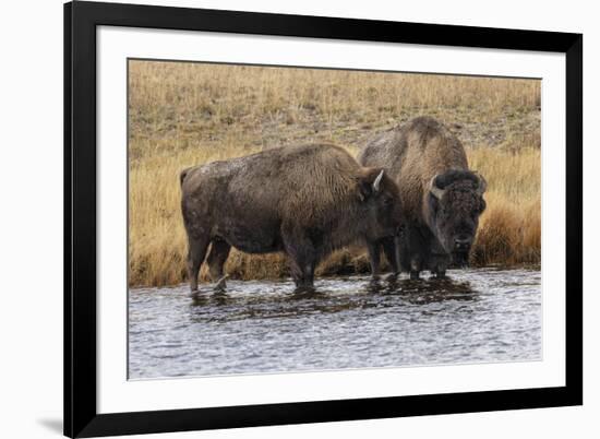 American Bison. Yellowstone National Park, Wyoming-Adam Jones-Framed Photographic Print