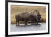 American Bison. Yellowstone National Park, Wyoming-Adam Jones-Framed Photographic Print
