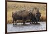 American Bison. Yellowstone National Park, Wyoming-Adam Jones-Framed Photographic Print