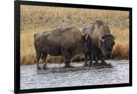 American Bison. Yellowstone National Park, Wyoming-Adam Jones-Framed Photographic Print