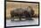 American Bison. Yellowstone National Park, Wyoming-Adam Jones-Framed Photographic Print