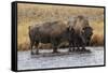 American Bison. Yellowstone National Park, Wyoming-Adam Jones-Framed Stretched Canvas