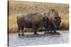 American Bison. Yellowstone National Park, Wyoming-Adam Jones-Stretched Canvas