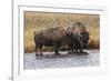 American Bison. Yellowstone National Park, Wyoming-Adam Jones-Framed Photographic Print