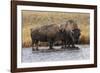 American Bison. Yellowstone National Park, Wyoming-Adam Jones-Framed Photographic Print