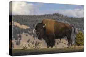 American Bison. Yellowstone National Park, Wyoming-Adam Jones-Stretched Canvas