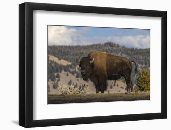 American Bison. Yellowstone National Park, Wyoming-Adam Jones-Framed Photographic Print