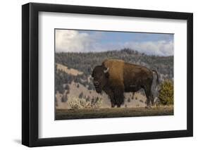 American Bison. Yellowstone National Park, Wyoming-Adam Jones-Framed Photographic Print