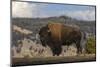 American Bison. Yellowstone National Park, Wyoming-Adam Jones-Mounted Photographic Print