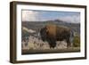 American Bison. Yellowstone National Park, Wyoming-Adam Jones-Framed Photographic Print