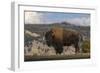 American Bison. Yellowstone National Park, Wyoming-Adam Jones-Framed Photographic Print