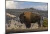 American Bison. Yellowstone National Park, Wyoming-Adam Jones-Mounted Photographic Print