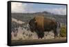 American Bison. Yellowstone National Park, Wyoming-Adam Jones-Framed Stretched Canvas